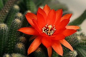 仙人指徒长怎么办