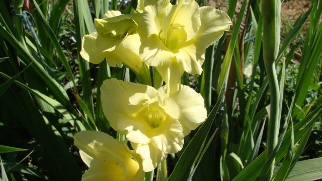 剑兰花怎么养(剑兰花怎么养护)