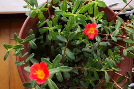 太阳花冬天放室内会不会死