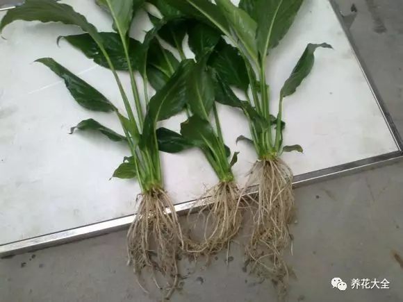 绿萝吊兰用什么土