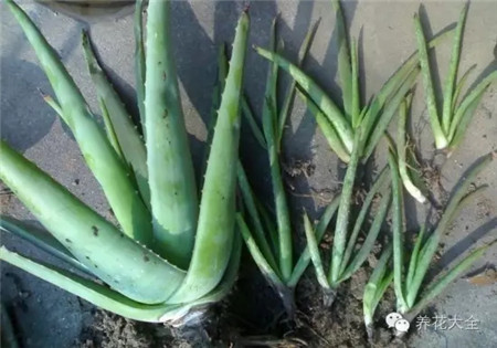 花分株是什么意思