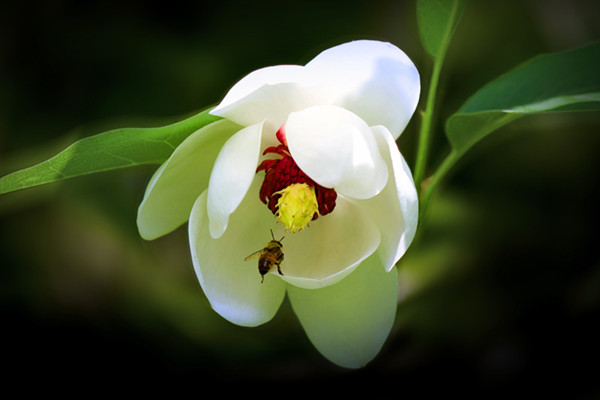 天女花的主要价值(天女花别称)