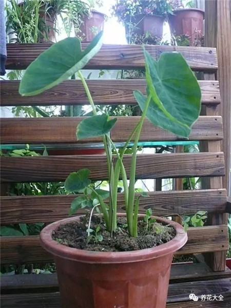 种芋头怎么种最好