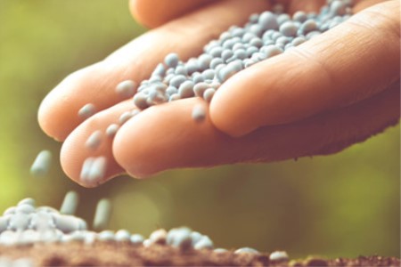 葫芦苗不长怎么办