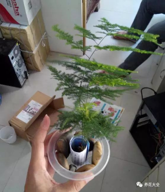 绿萝吊兰用什么土