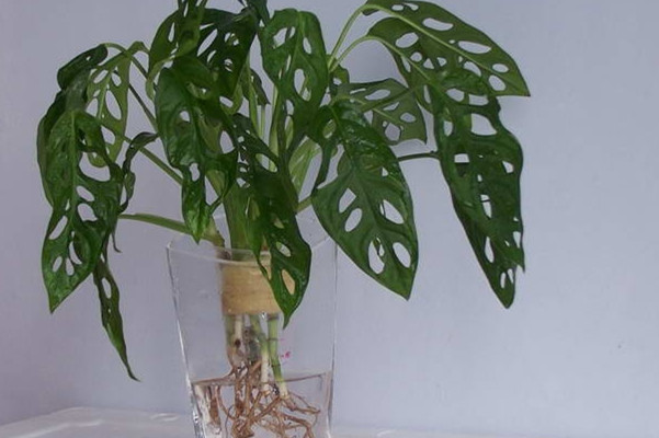 如何水培养护龟背竹龟背竹水培步骤及养护注意事项(龟背竹水培怎么养)