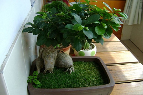 人参榕叶子长黑斑怎么办(人参榕嫩叶长黑斑)