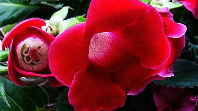 大岩桐花的养殖方法(大岩桐花的养殖方法大岩桐长斑了怎么办)