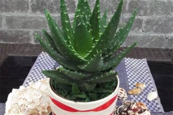 学会分株让你的花1个变2个2个变4个(花分株是什么意思)