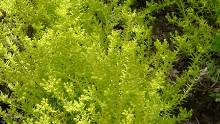 佛甲草怎么种植成活