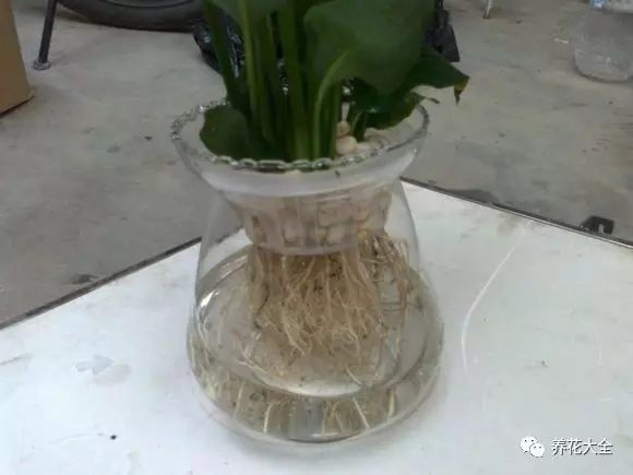 绿萝吊兰用什么土