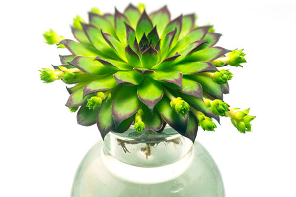 佛座莲的病害及防治方法(佛座莲的病害及防治方法图片)