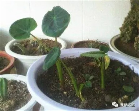 种芋头怎么种最好