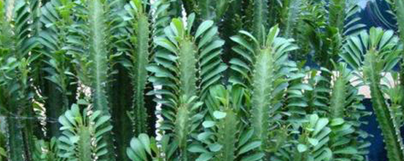 龙骨怎样扦插(龙骨怎样扦插成活率高)