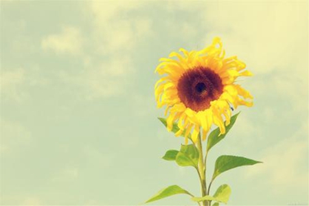 向日葵的叶子干枯了