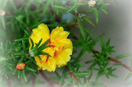 午时花的特点和外形、颜色