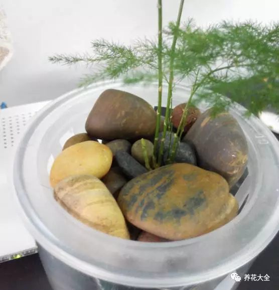 绿萝吊兰用什么土