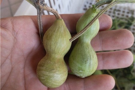 葫芦苗不长怎么办