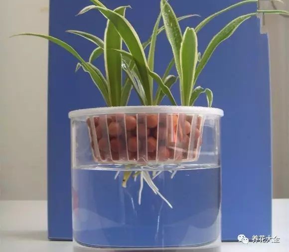 绿萝吊兰用什么土