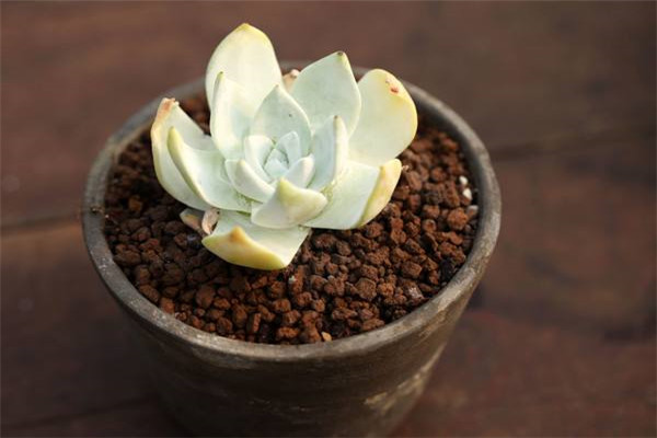 仙女杯怎么度夏(仙女杯度夏后如何浇水)