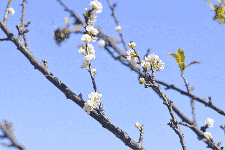 梅花压条繁殖技术