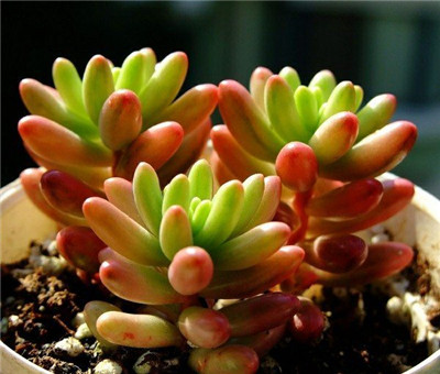 虹之玉是什么样子