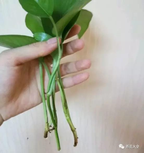 绿萝吊兰用什么土