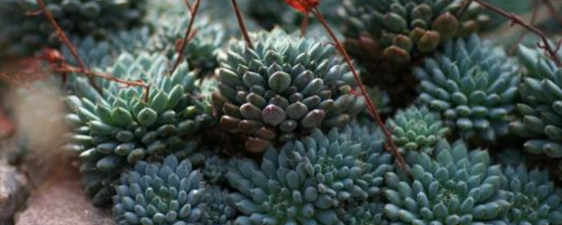 小蓝衣的养殖方法和注意事项(小蓝衣徒长)