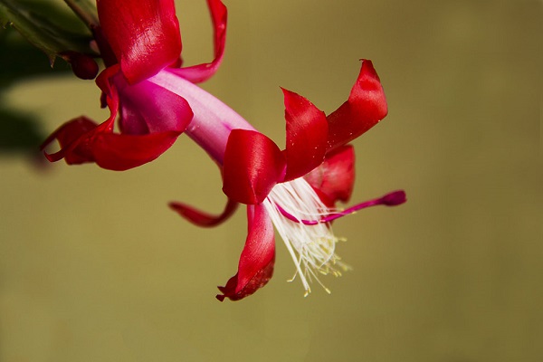 仙人指越长越细怎么办(仙人指徒长怎么办)