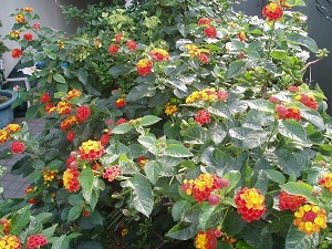 五色梅多久浇一次水