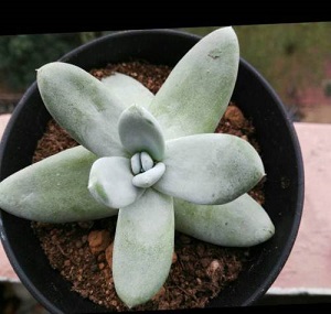 仙女杯度夏后如何浇水