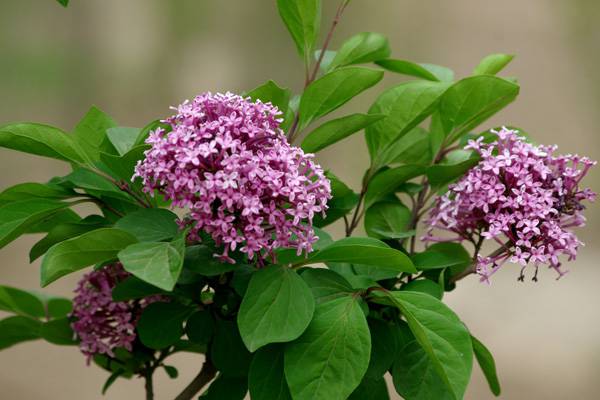 丁香叶子发黄是怎么回事黄叶枯萎的原因及补救办法(丁香叶子发黄怎么治疗)