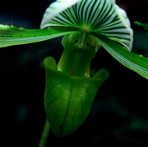 兜兰的花语和寓意