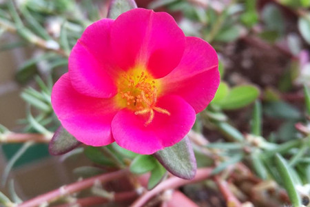 太阳花冬天放室内会不会死