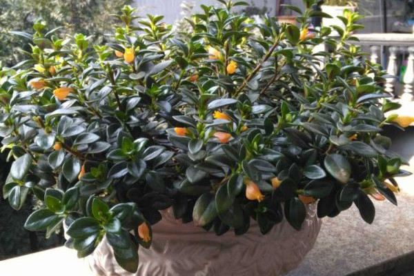 盆栽花卉土壤板结怎么办(改良土壤板结最简易方法)