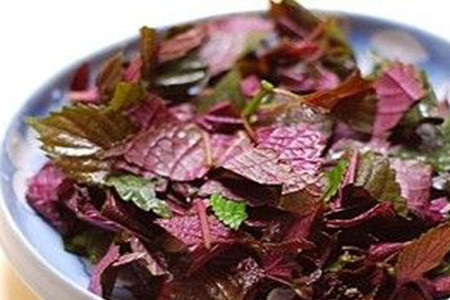 紫苏长虫怎么办