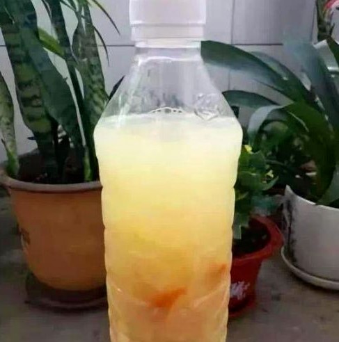 什么肥所有花卉都能用?