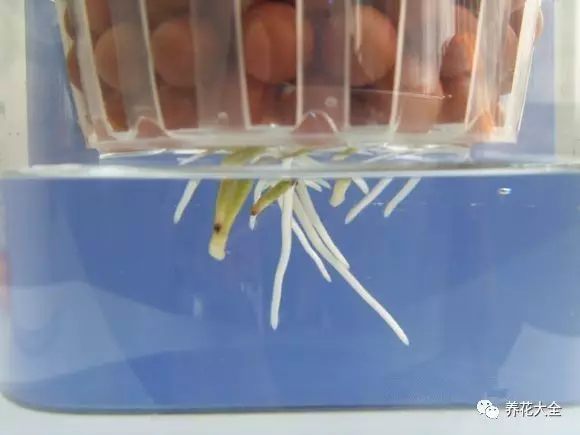 绿萝吊兰用什么土