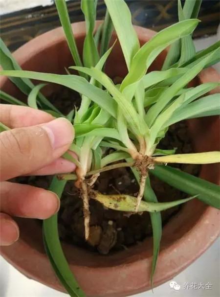 花分株是什么意思