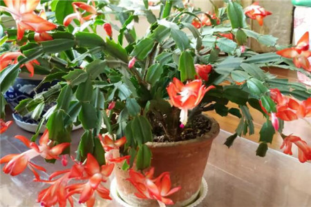 蟹爪兰要多久浇一次水