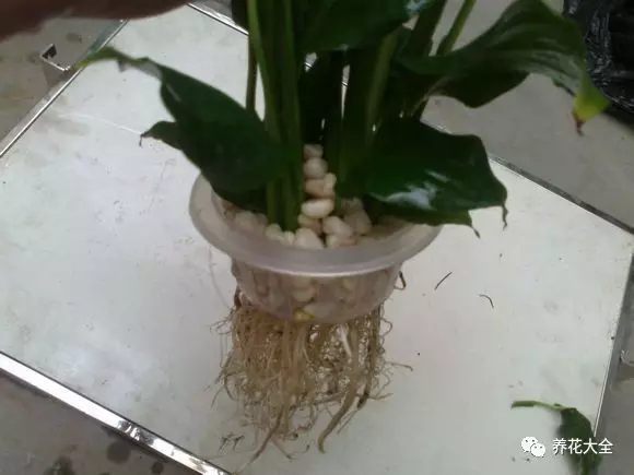 绿萝吊兰用什么土