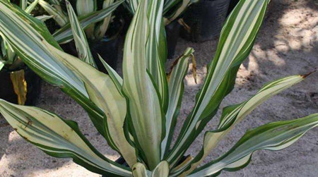 万年麻会开花吗