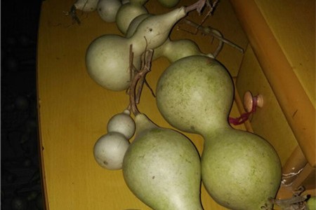 葫芦苗不长怎么办