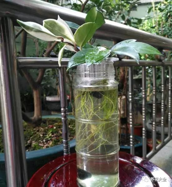 绿萝吊兰用什么土