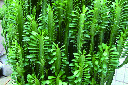 龙骨怎样扦插成活率高