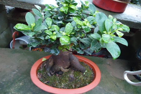 人参榕嫩叶长黑斑