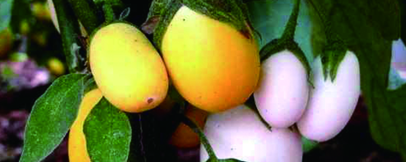 蛋树的种植方法(蛋树的种植方法视频)