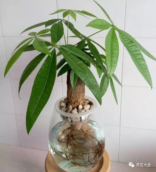 绿萝吊兰用什么土