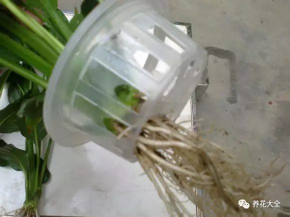 绿萝吊兰用什么土