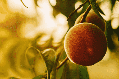 夹竹桃和桃树的区别是什么